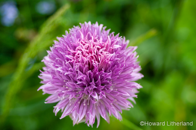 Pink garden flower in sunlight
