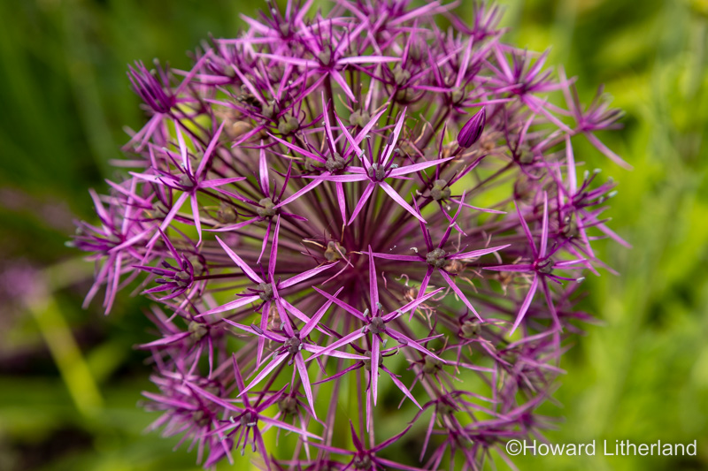 Purple flower with a spherical shape