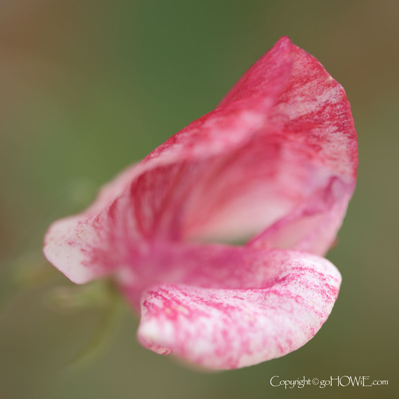Sweet Pea