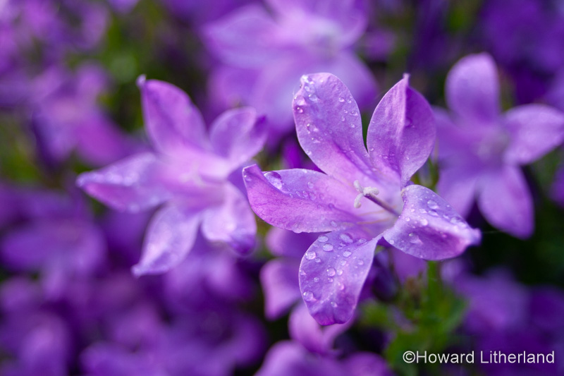 Purple garden flowers with dewdrops