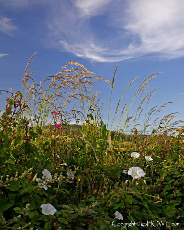Flowers and sky at Church Bay, Anglesey, North Wales