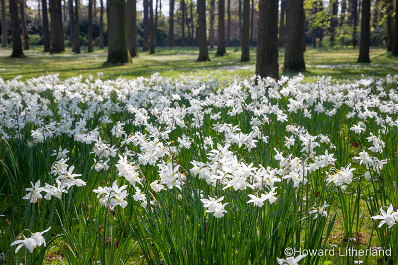 Carpet of white spring flowers in woodland