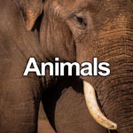 Animals Photo Gallery