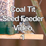 Video of a coal tit on a garden seed feeder