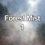 Video of sunlit morning mist rising through pine trees in the Clwydian Forest, North Wales