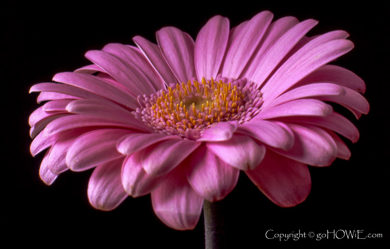 Pink gerbera flower