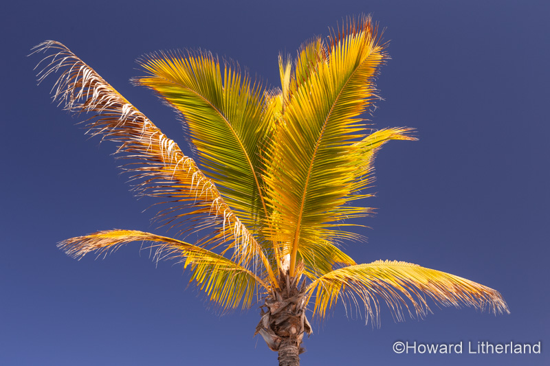 Palm tree at Puerto de Mogan, Gran Canaria, Canary Islands