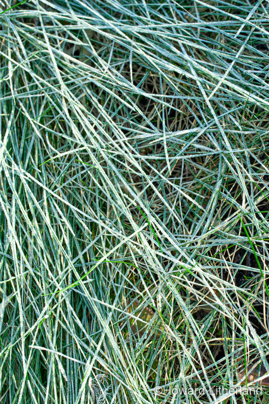 Grass in winter with frost