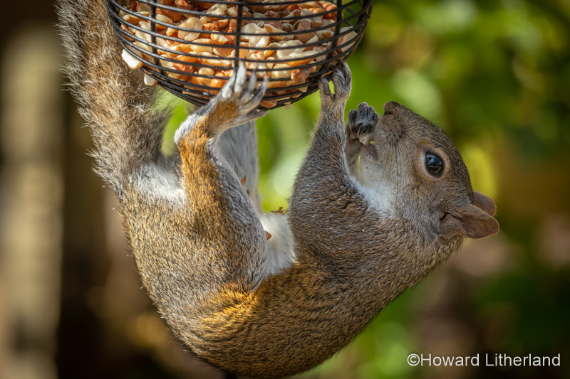 Grey squirrel eating peanuts from a garden feeder
