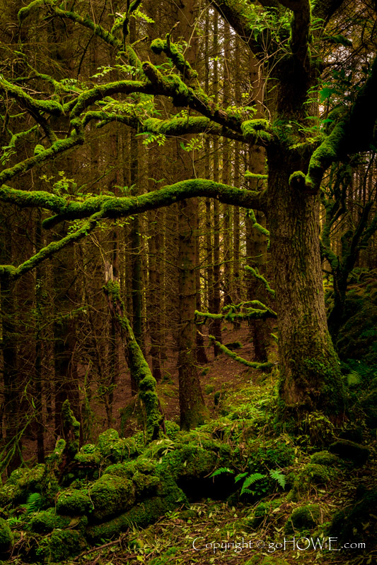 Image showing a lichen covered tree in Gwydyr Forest above Llyn Crafnant in the Snowdonia National Park, North Wales