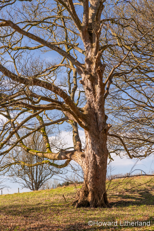 Large ancient tree at Gwysaney, near Mold, North Wales