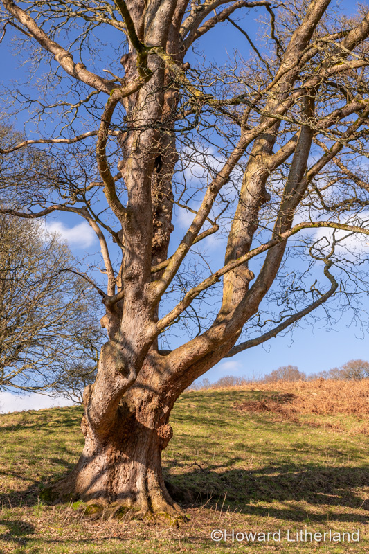 Large ancient tree at Gwysaney, near Mold, North Wales