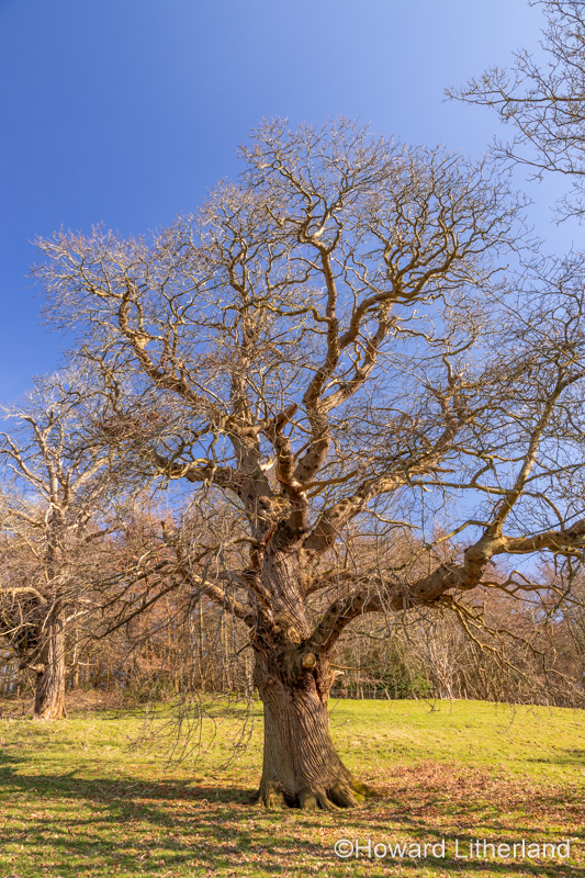Large ancient tree at Gwysaney, near Mold, North Wales