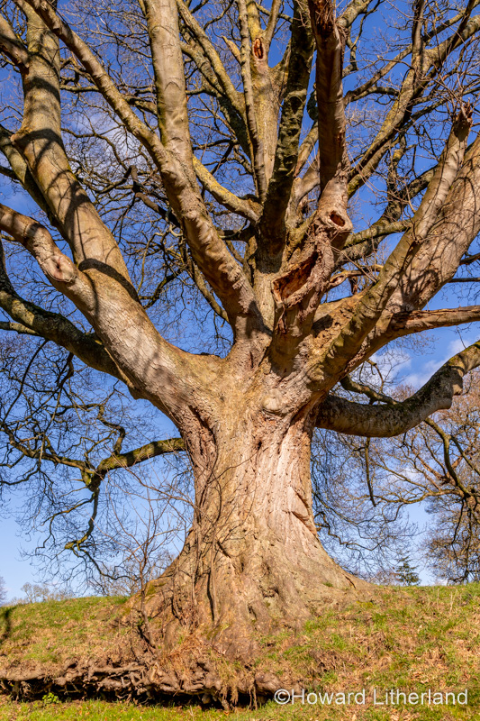Large ancient tree at Gwysaney, near Mold, North Wales