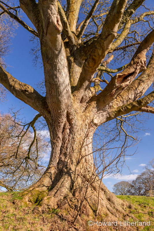 Large ancient tree at Gwysaney, near Mold, North Wales