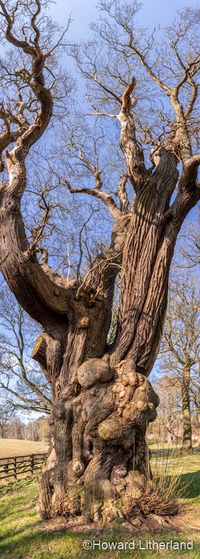 Large ancient tree at Gwysaney, near Mold, North Wales