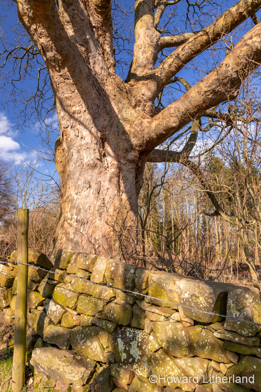 Large ancient tree at Gwysaney, near Mold, North Wales