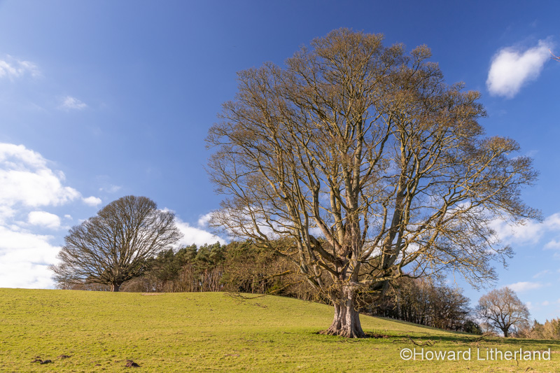 Large ancient tree at Gwysaney, near Mold, North Wales
