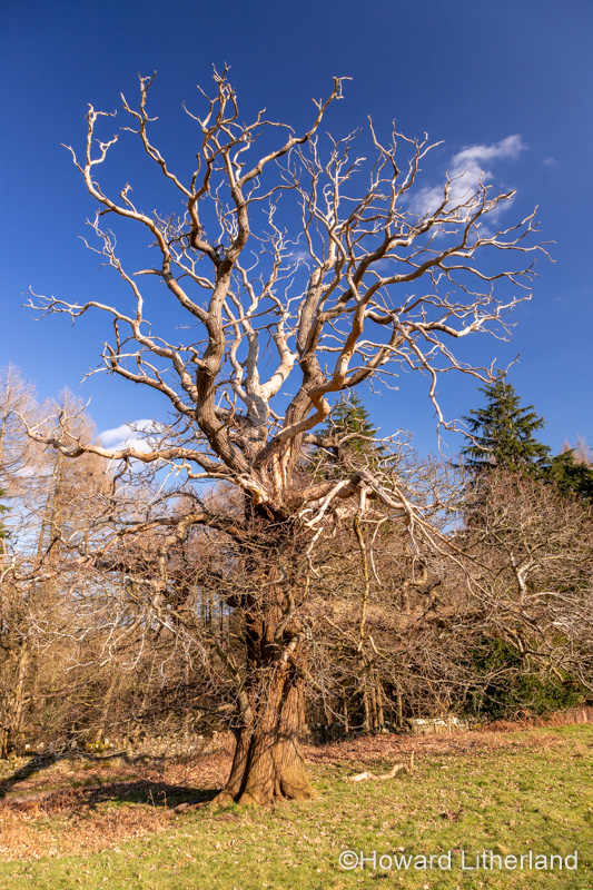Large ancient tree at Gwysaney, near Mold, North Wales