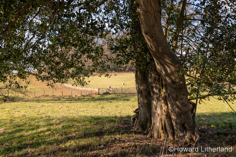 Large tree, Gwysaney Estate, North Wales