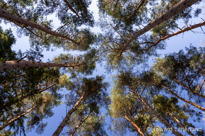 Converging pine trees, Gwysaney Estate, North Wales