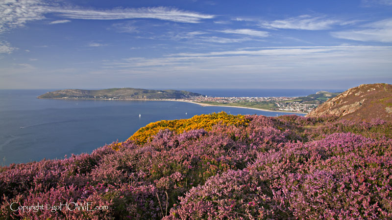 Heather, Sychnant Pass, North Wales