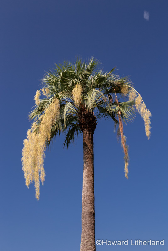 Palm tree at Villa Monastero near Varenna on Lake Como, Italy