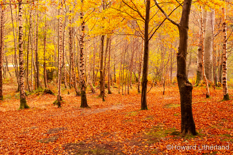 Lake District in autumn colours at Grasmere