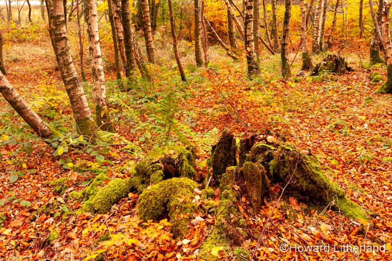 Lake District in autumn colours at Grasmere