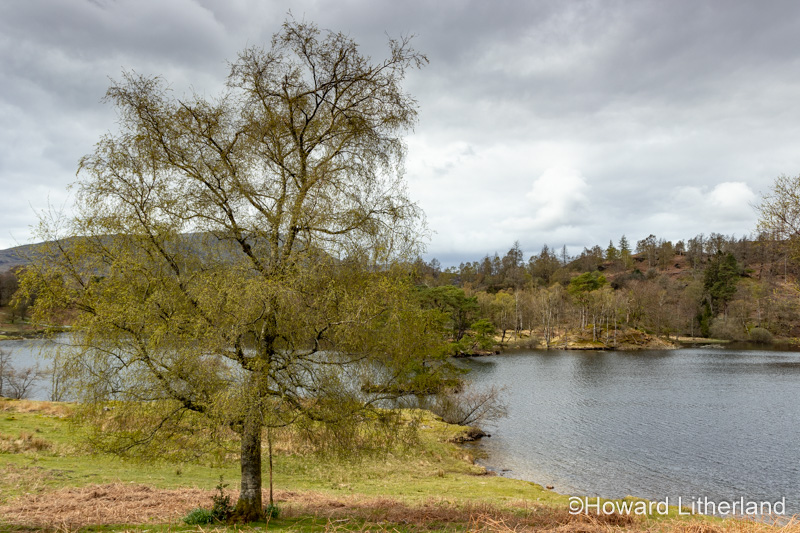 Tarn Hows lake in the Lake District, Cumbria, England