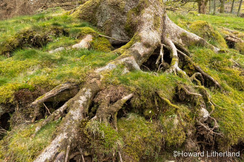 Old exposed tree roots at Tarn Hows in England's Lake District