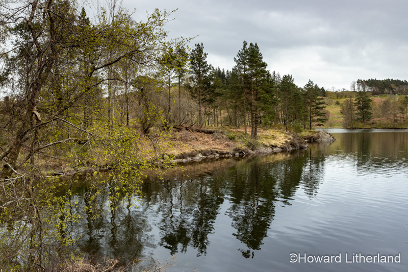 Tarn Hows lake in the Lake District, Cumbria, England