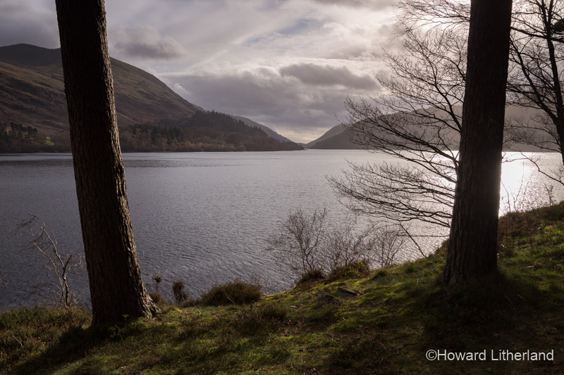 Shoreline trees in autumn sunshine at Thirlmere, Lake District, Cumbria, England