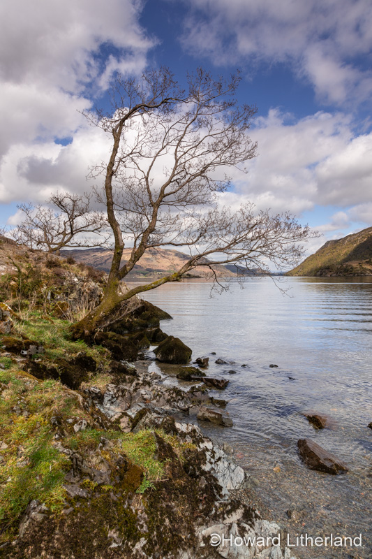 Tree at Ullswater in the Lake District, Cumbria, England