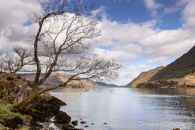 Tree at Ullswater in the Lake District, Cumbria, England