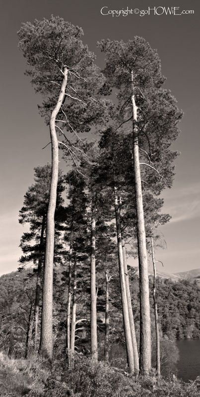 Trees and lake, Thirlemere, Lake District