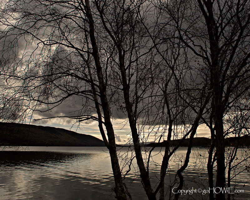 Trees and lake, Coniston Water, Lake District