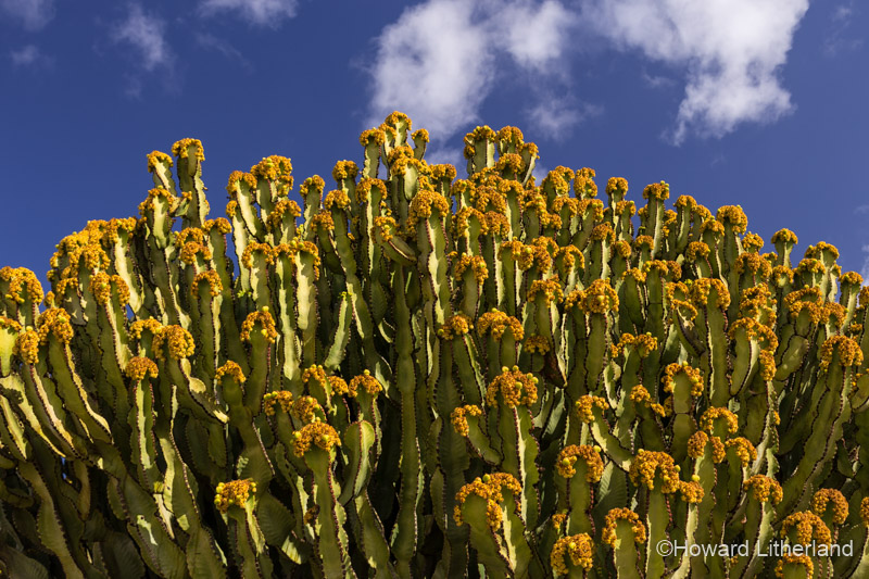 Large cactus at Puerto del Carmen, Lanzarote, Canary Islands