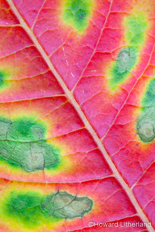 Close up of leaf in vibrant autumn colours