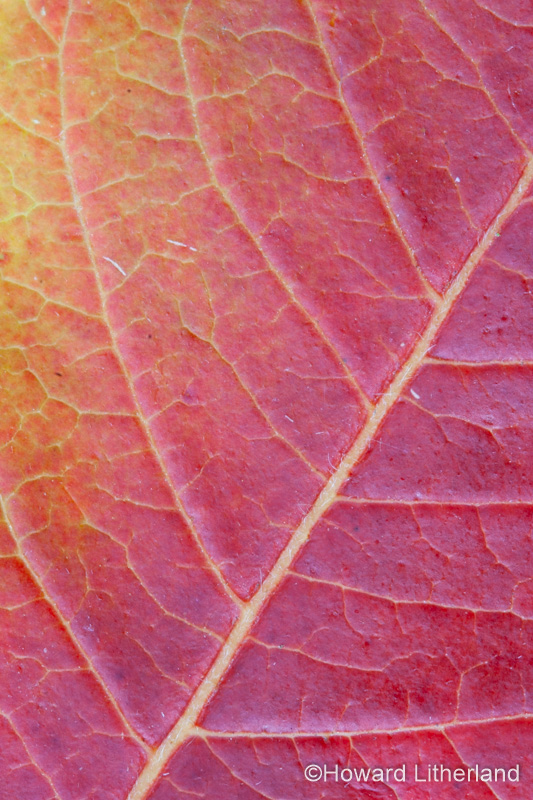 Close up of leaf in vibrant autumn colours