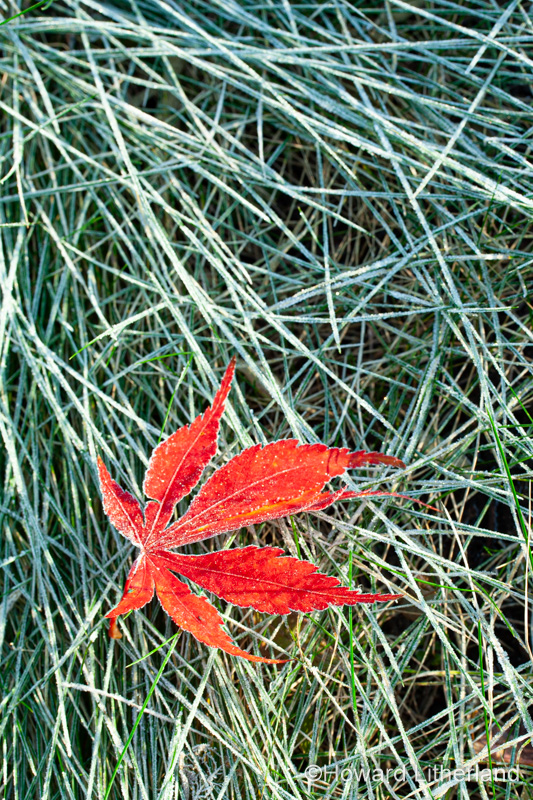 Leaf in winter with frost