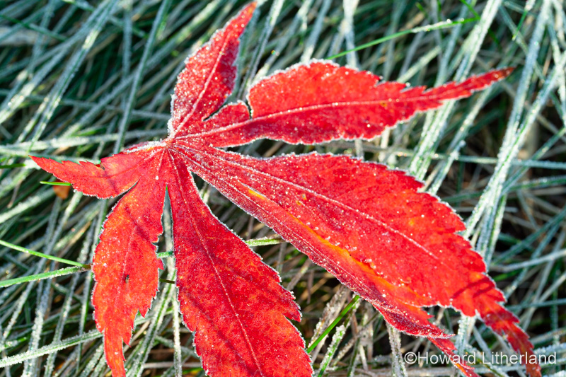 Leaf in winter with frost