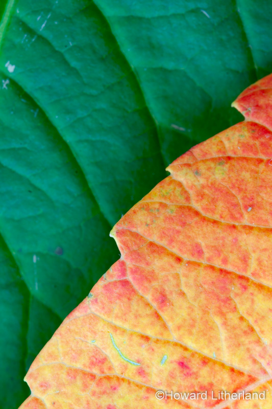 Close up of leaves in vibrant autumn colours