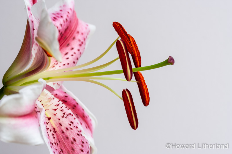 Stargazer lily stamen and anthers