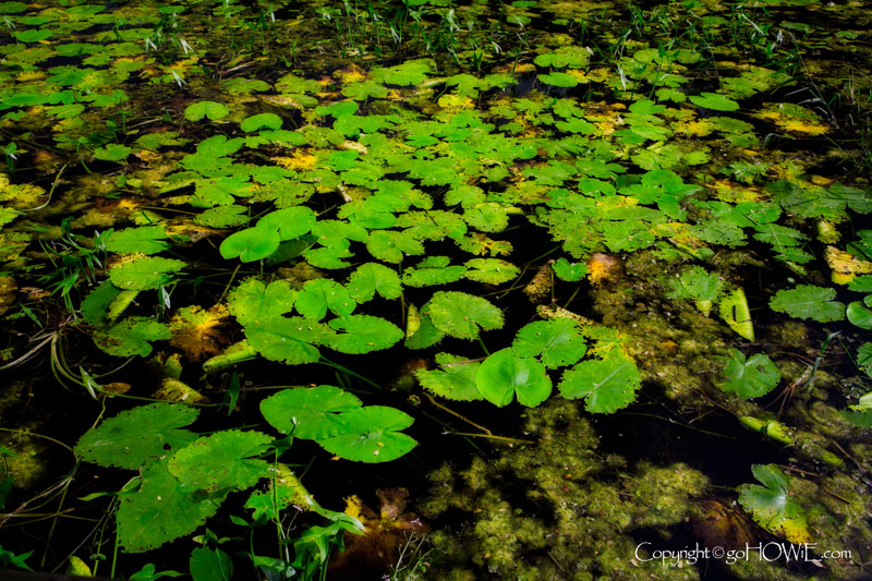 Lily pads, Lough Derg, Ireland