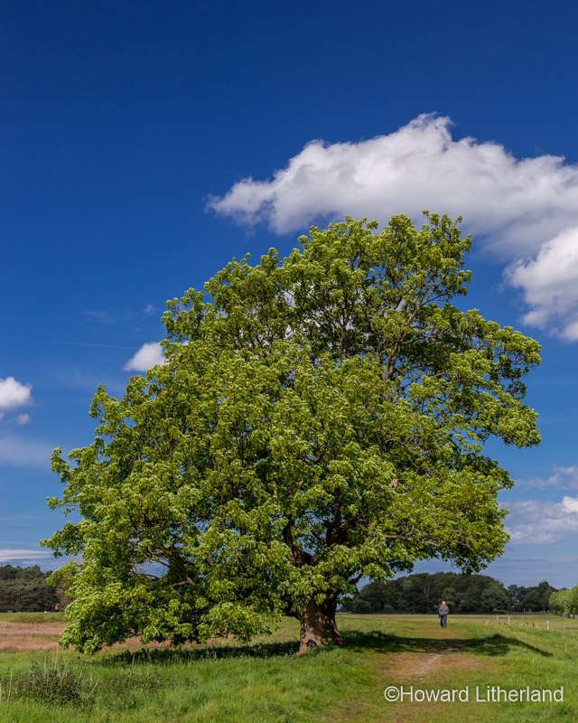 Large tree in spring foliage at Llanfairfechan on the North Wales coast