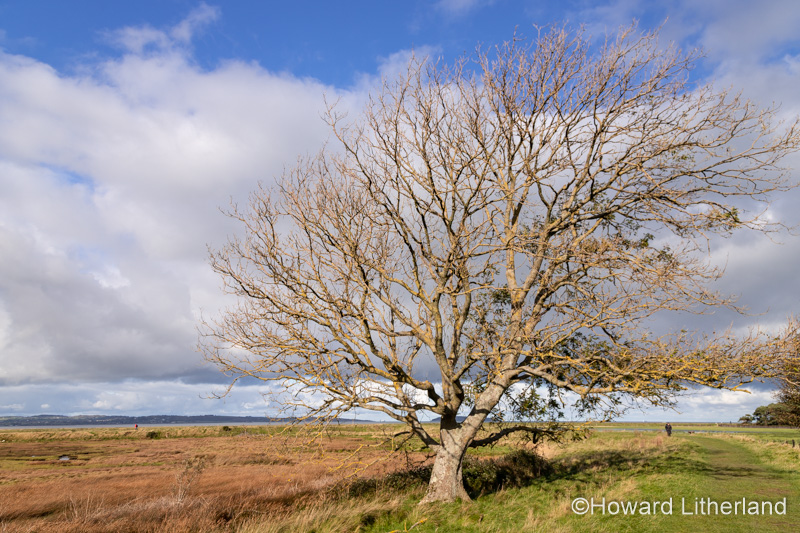 Tree at Llanfairfechan, North Wales coast