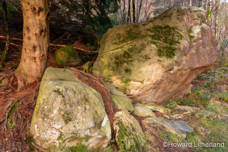 Trees and boulders at Llyn Crafnant, Snowdonia, North Wales