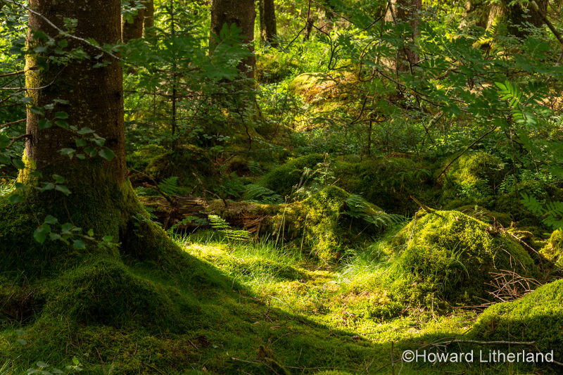 Trees in dappled sunlight at Llyn Mymbry, Snowdonia, North Wales
