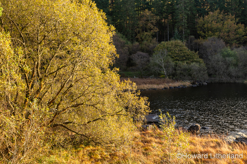 Tree in autumn colours at Llyn Mymbyr in Snowdonia, North Wales